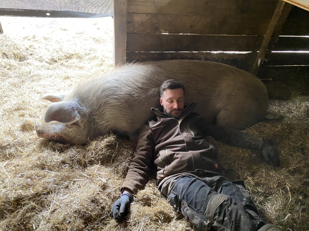 Lars Meyer ruht sich ans Schwein angelehnt aus.